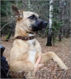 Тера- миниатюрная собачка ищет дом #988822