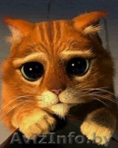 Cрочно снимем жилье!Cделаем ремонт,  починим краны.ВОЗНАГРАЖДЕНИЕ ЗА ПОМОЩЬ 50$ #993976