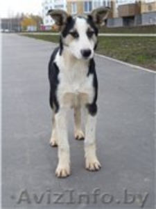 Роби и Тоби,  собаки - подростки ищут дом #988825