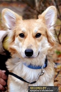 Ищет дом самая замечательная малышка ЛИса. В ДАР #992480