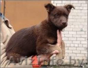 Щенок Бася - девочка цвета молочного шоколада в дар #988824