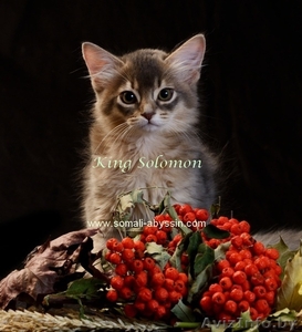 Сомалиcкие  котята #986951