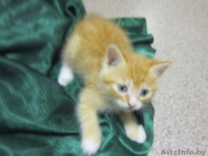 Котята в дар в хорошие руки #992380