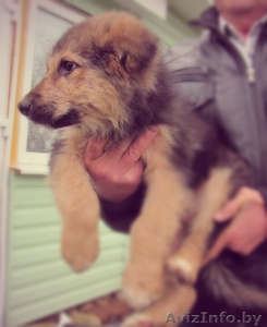 Щенки ищут любящих хозяев #992576