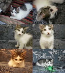 Отдам котят в хорошие и заботливые руки #993660