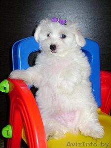 Продам щенков мальтезе.Сделаны прививки по возрасту. #991576