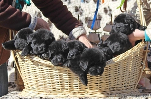 продам щенков ньюфаундлендов #995635