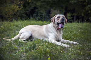 Щенки лабрадора. Черные и палевые. Родители Чемпионы! #987507