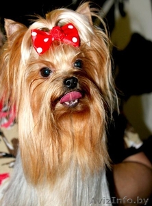 вязка йорочек терьеров #998534