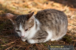 Необычный котёнок В ДАР #992482