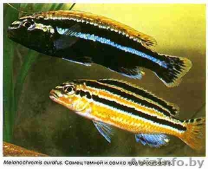 Ауратус - Аквариумные рыбки #994695