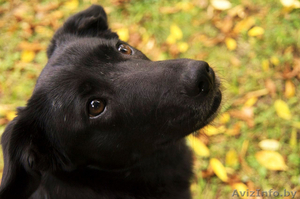 Преданный,  ласковый и веселый друг в дар! #993794
