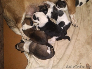 Щеночки маленькой собачки #988737