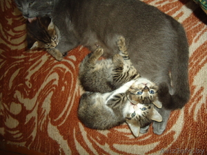 Ручные,  игривые котятки #1000959