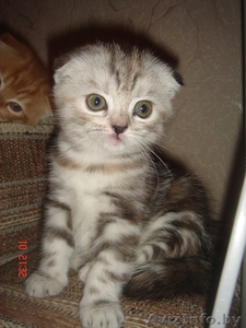 Вислоушки от папы Большого Международного чемпиона #992947