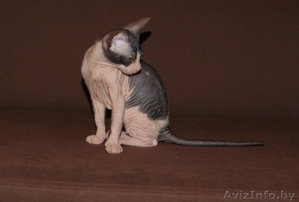 Донской сфинкс ,  девочка 2, 5 мес.  с документами,  привита,  велюр #990022