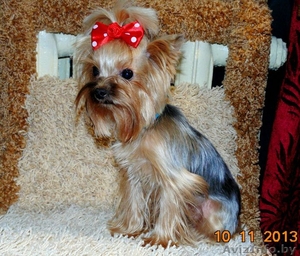 Вязка йоркширского терьера  мини 1400гр #990402