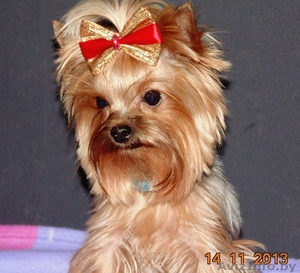 Йоркширский мини терьер 1400гр приглашает на вязку #993509