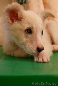 Очаровательная девочка-щенок #985996