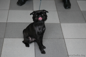 Брюссельский Бельгийский гриффоны и пти-брабансоны  #994374