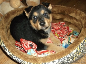 Очаровательная малышка в дар #996083