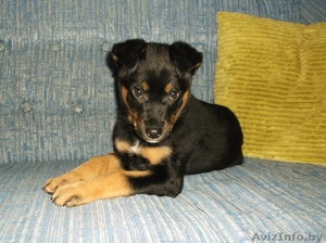 Очаровательная щенулька в дар #996085