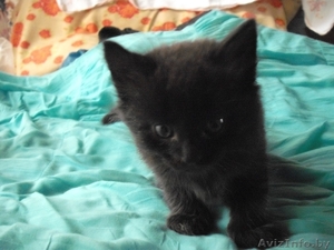 Подарю милого котенка #989909