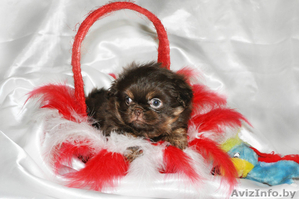 Щенки пекинеса ждут своих друзей #998653