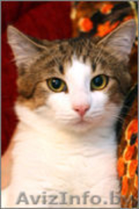 Отдам в хорошие руки очаровательного котёнка #1001066