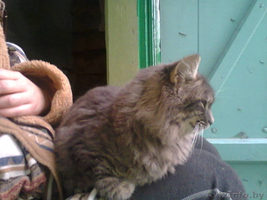 Найден шикарный кот. Отдам в хорошие руки. #999034