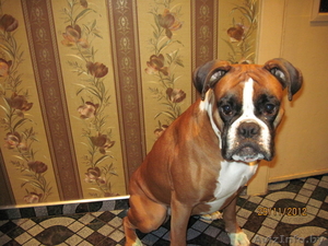 Боксер в хорошие руки. срочно! #986305