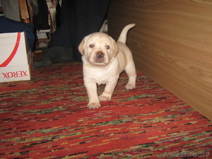 щенки лабрадора-ретривера палевые #998388