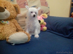 Щенок Китайской хохлатой собачки #992546