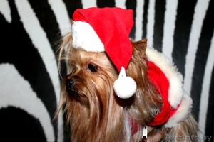 Йоркширский терьер на вязку #998696