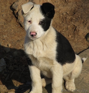 Щенки-метисы. 3 месяца. В добрые руки. #986333