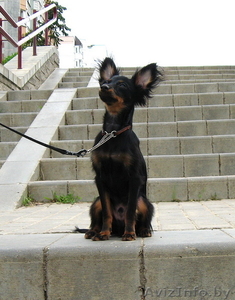 Продаются подрощенные щенки русского тоя (той терьер) #996515