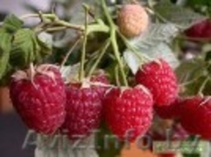 Саженцы малины. Сорт Метеор.  #995760