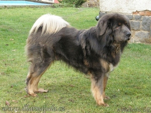 Тибетский мастиф щенки с  родословной  2013/2014 #997630