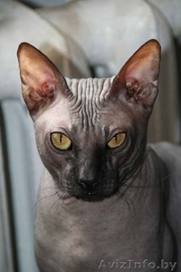 Элитный кот донской сфинкс вязка #993764