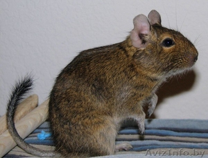 Песчаные белки Дегу #996670