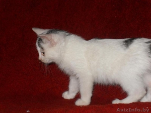 Маленькое чудо ищет заботливых хозяев #986960