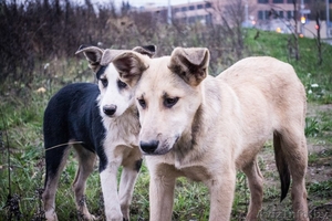 Подростки для ОХРАНЫ для жизни в деревне или частном секторе В ДАР! #997299