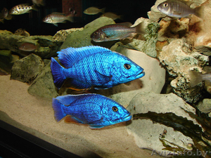 Васильки - Аквариумные рыбки #992150