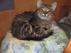 Алиса,  кошечка-подросток в дар #987408