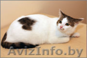 Отдам в хорошие руки очаровательную кошечку #1001067