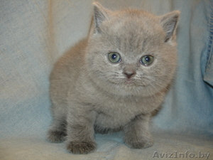 Шотландские Вислоухие котята-окрас-Полосатое чудо 