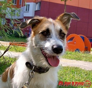 Элеонора ищет новый дом #1001507