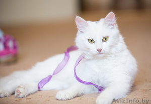 Кошка белая ангорка в дар 5 мес #1007605