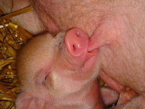 мини-пиги(карликовые поросята)абрикосового окраса продаю #1003113