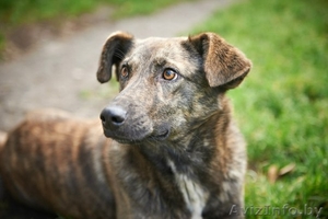 В дар!Тэбби очень хочет найти любящий и заботливый дом! #1013646